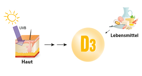 Illustration Vitamin-D Aufnahme
